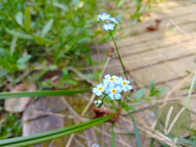 Sumpf-Vergissmeinnicht: Übersicht